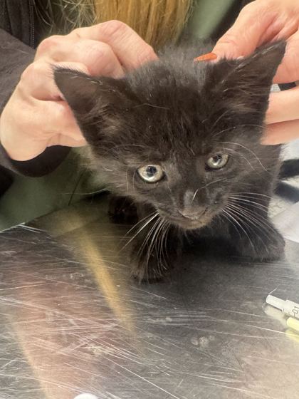 MORWEN - Domestic Shorthair / Mix available for adoption