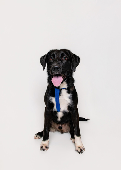 BUNGI - Smooth Collie / Mix available for adoption