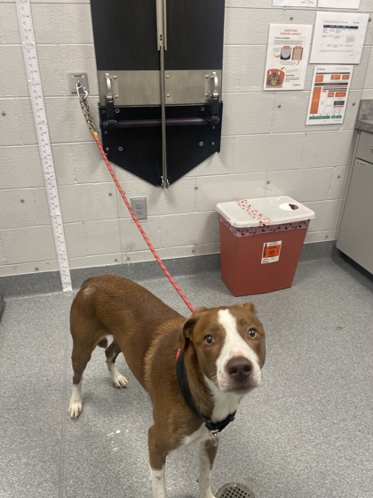 DOM - Mixed Breed, Large (over 44 lbs fully grown) / Mix available for adoption