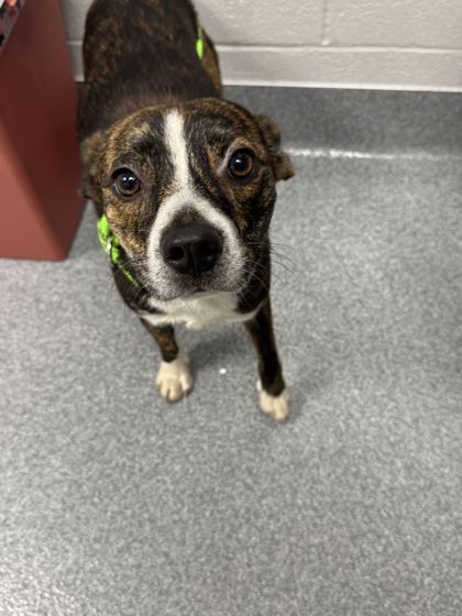 BOWSER - French Bulldog / Mix available for adoption