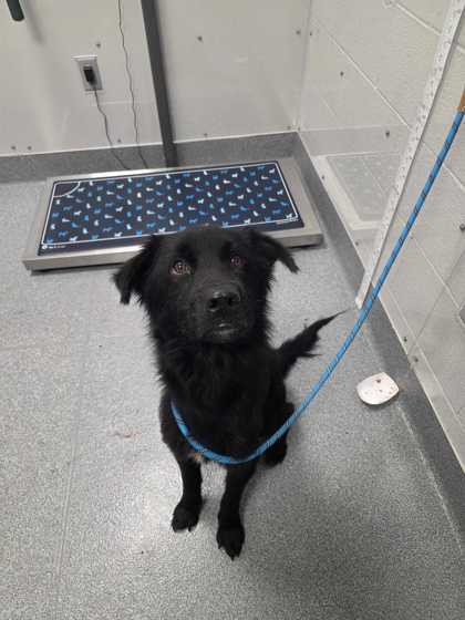 MAXWELL - Australian Shepherd / Mix available for adoption