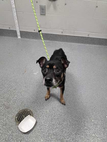 CRESSIDA - Terrier / Mix available for adoption