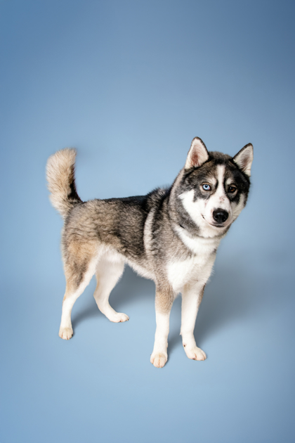 ZEUS MAGOOSE - Siberian Husky / Mix available for adoption