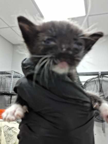 GREMMY - Domestic Shorthair / Mix available for adoption
