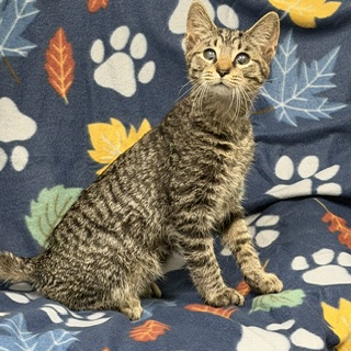 Image_61710865