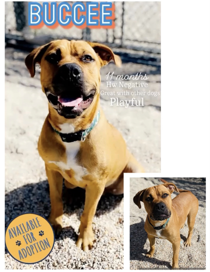 terrebonne parish animal shelter website