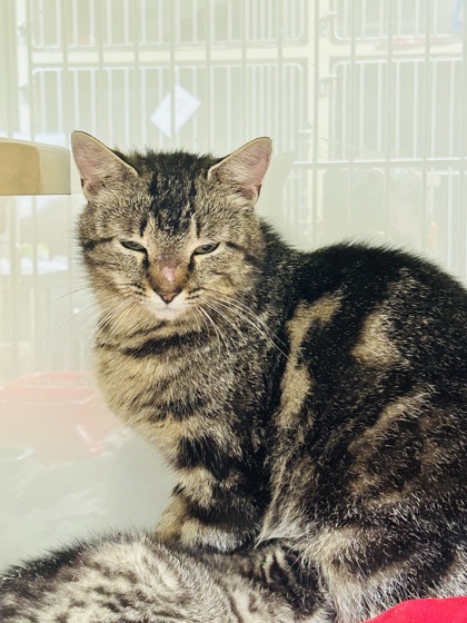 Whiskey Somerset Cat Adoption: Find Your Perfect Feline Friend Today