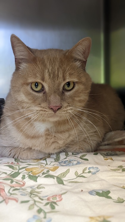 Whiskey Somerset Cat Adoption: Find Your Perfect Feline Friend Today