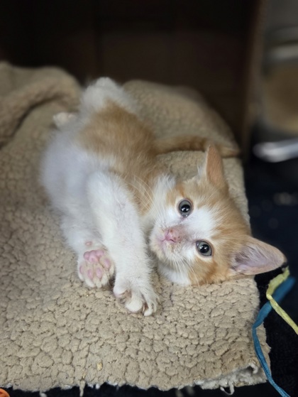 Butterscotch photo