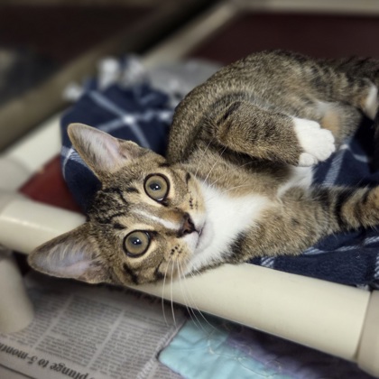 Philbert photo