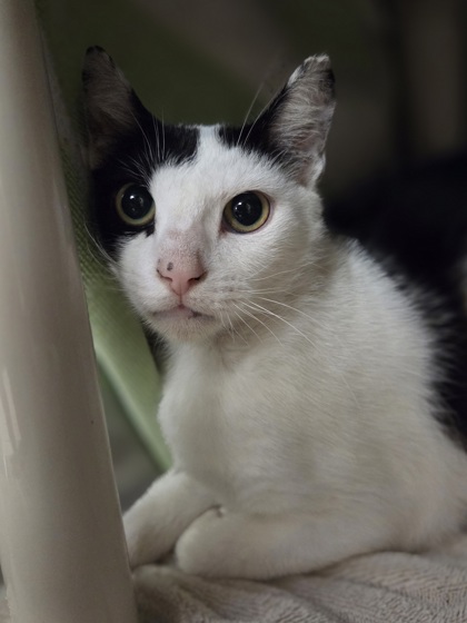 Yuki photo
