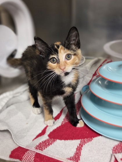Cleo photo