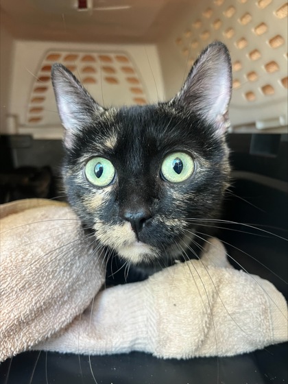 Brownie photo