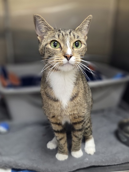 Delilah photo