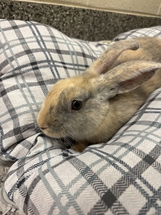 Harvey