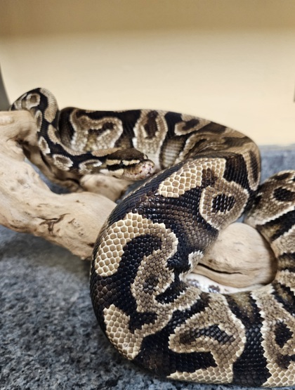 Noodle