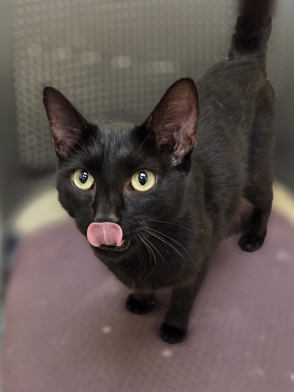 Feline Dion photo