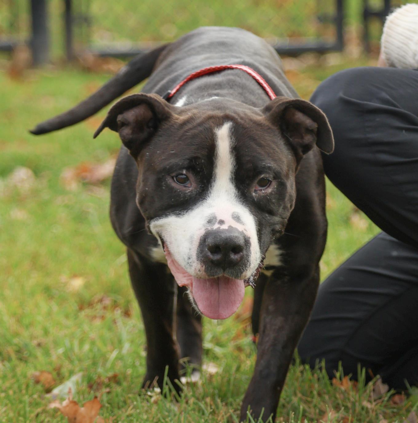 Sarge photo 3