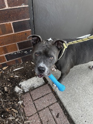 Lucille