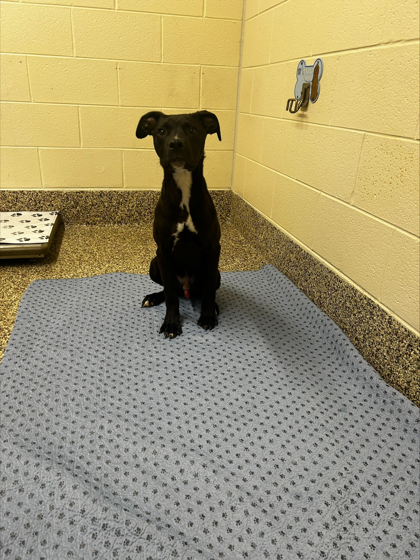 Koda photo 2