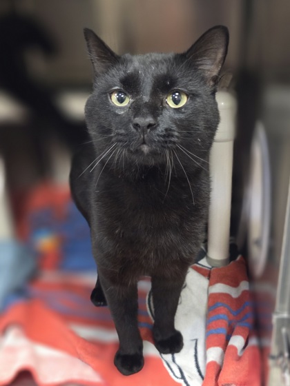 Count Catula photo