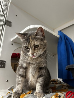Cleo photo 3