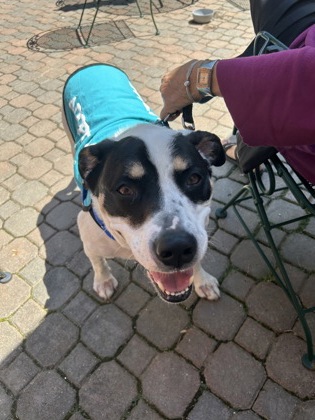 Bandit photo 3