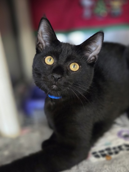 Todd photo