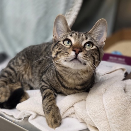 Dolly Purrton photo