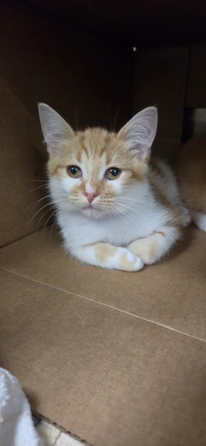 Mocha photo