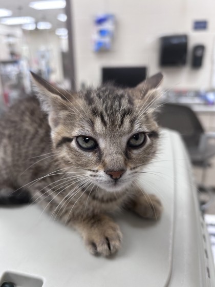 Chris photo