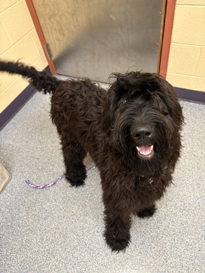 Schnoodle photo