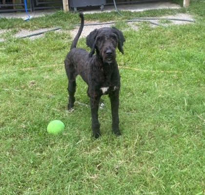 Diesel Dave photo 3