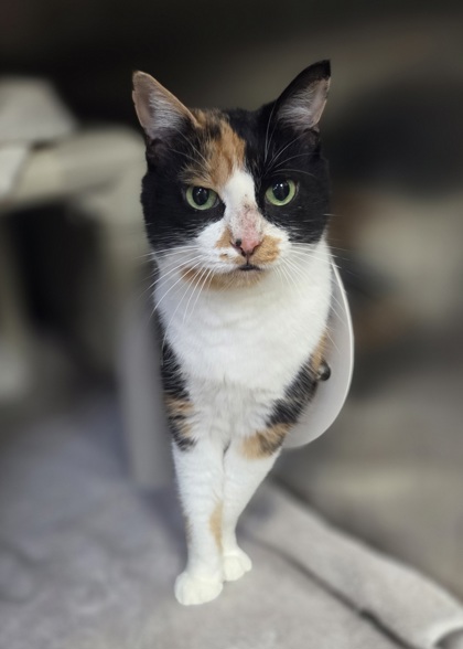 Stella photo