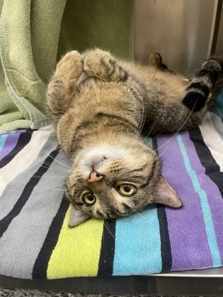 Steve Purrwin