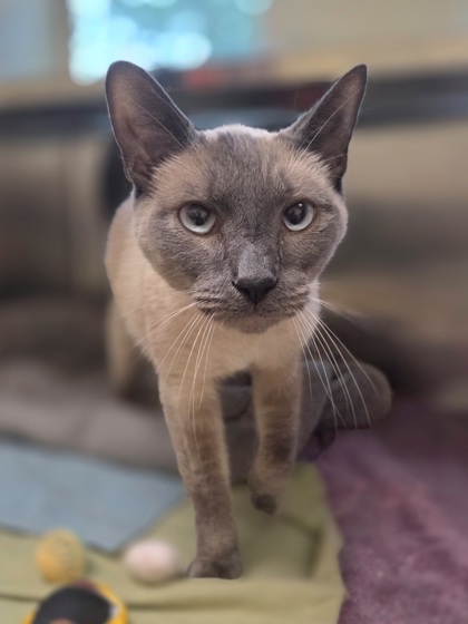 Orion