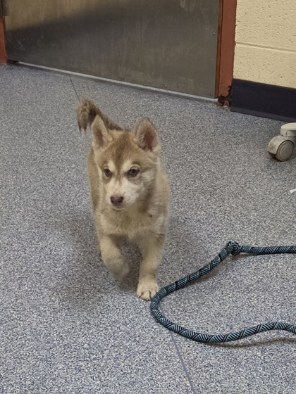 Fenrir photo 2