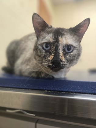 Luna photo
