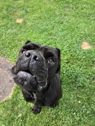 Derpy