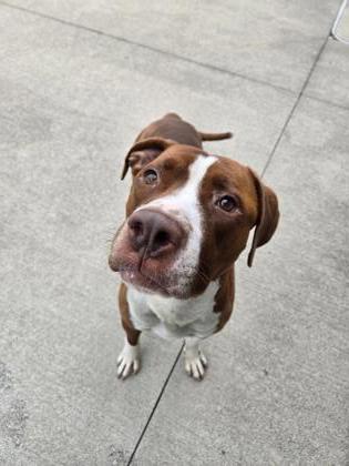 Dexter photo