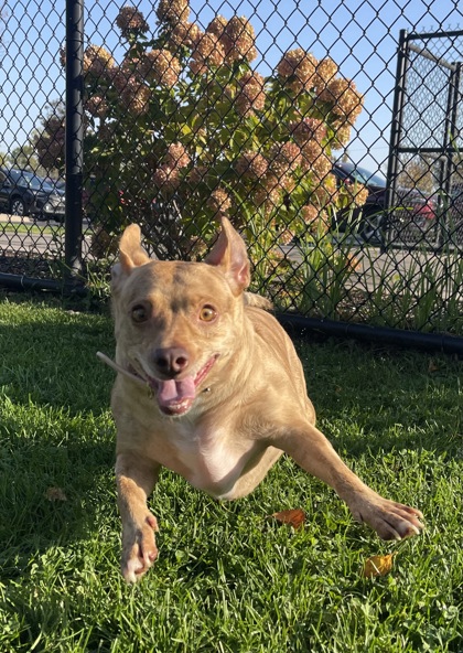 Hazel photo