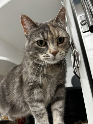 Cleo photo 2