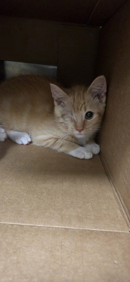 Butter Cup photo 2