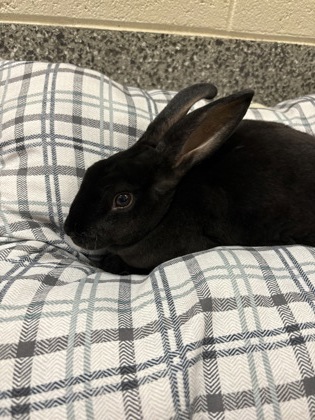 Harriet photo