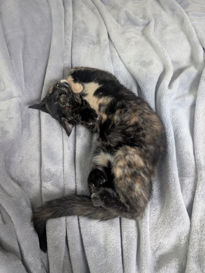 Sweetums photo