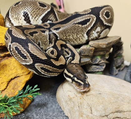 Hissy Elliot photo