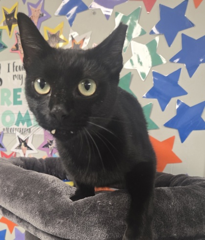 BINX - American Shorthair / Mix available for adoption