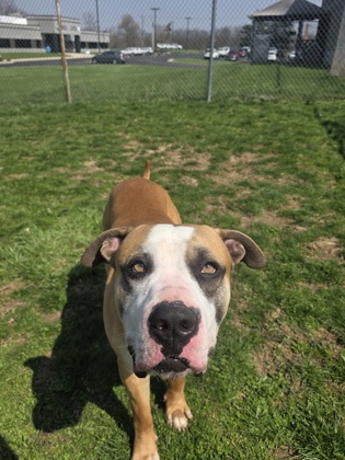 CASSIAN - Mastiff / Bully American - XL available for adoption