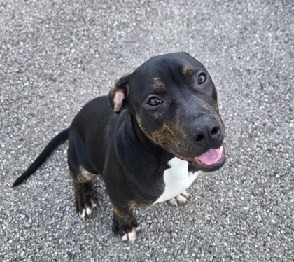 GOOFY - American Pit Bull Terrier / Mix available for adoption