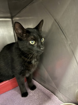 61511331 - Domestic Shorthair / Mix available for adoption